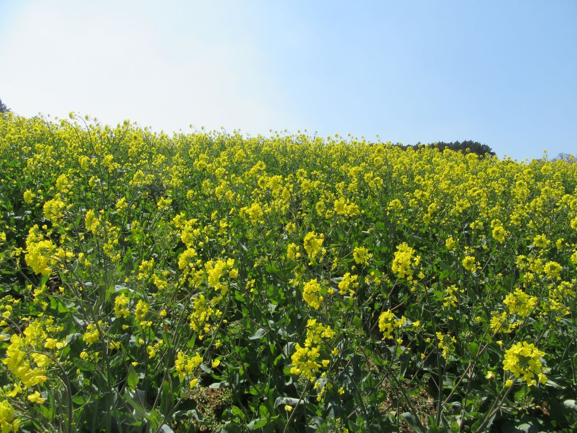 諫早市の白木峰高原で撮影した、青空と合う菜の花。