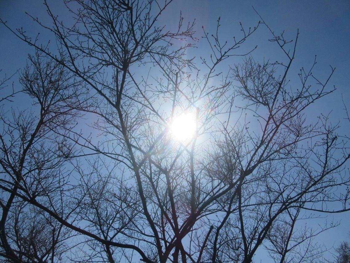 諫早市の白木峰高原で撮影した、蕾をつける桜の木と太陽。