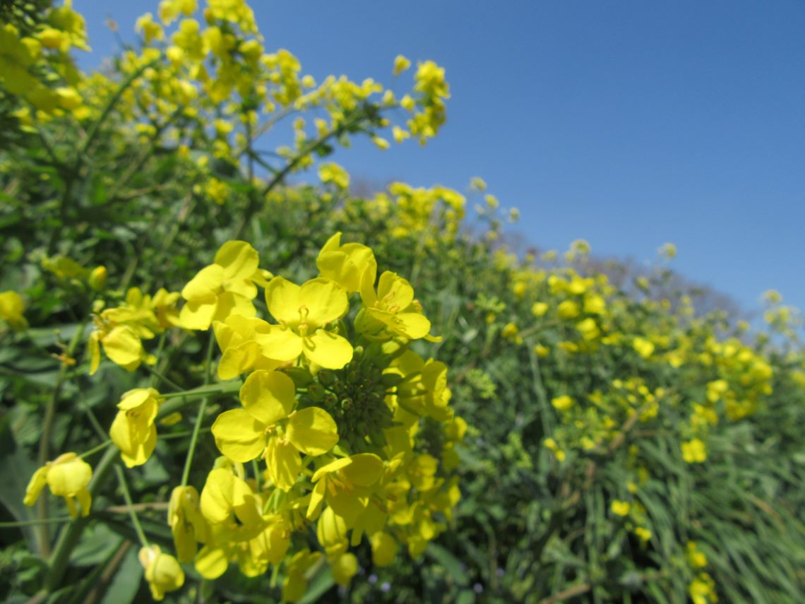諫早市の白木峰高原で撮影した、黄色がきれいな菜の花。