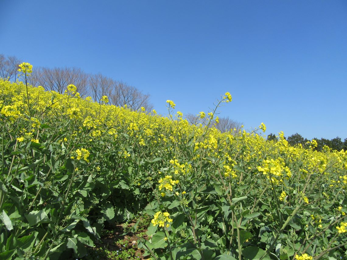 諫早市の白木峰高原で撮影した、様々な背丈の菜の花。