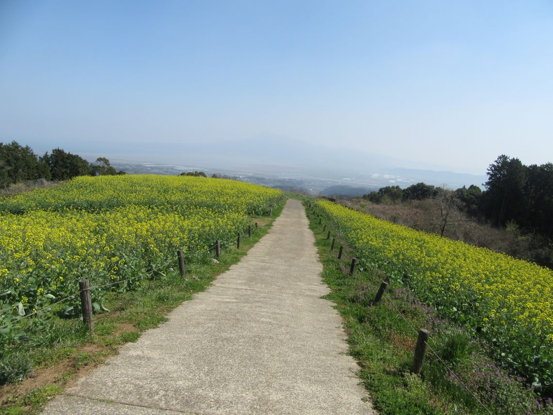 諫早市の白木峰高原で撮影した、菜の花畑の道。