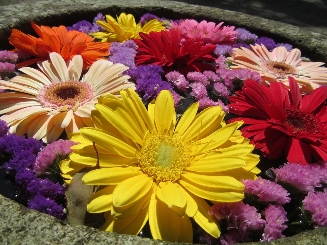 長崎市の中川八幡神社のきれいな花手水の花々。