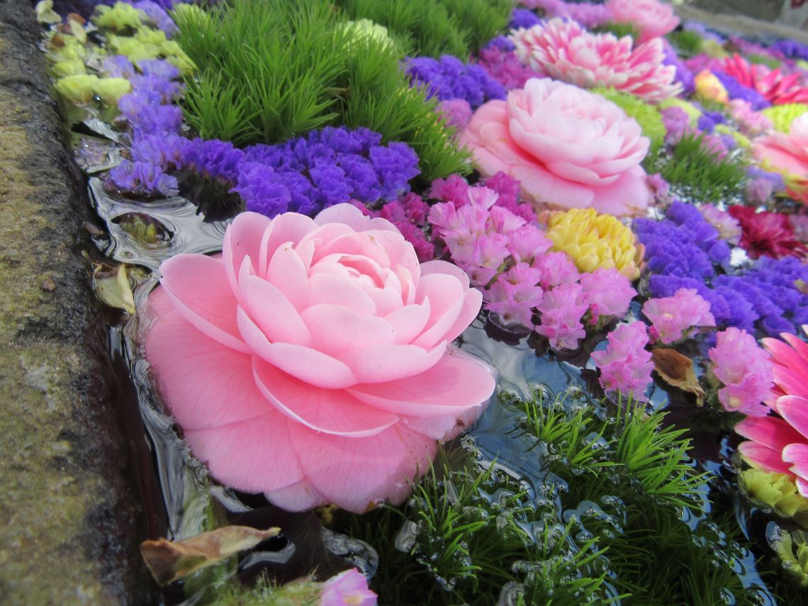 長崎市の中川八幡神社の花手水に浮かんでいる、淡いピンク色の椿と思われる花。