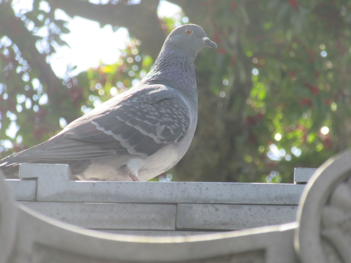 長崎市の大音寺でとまっていた鳩。
