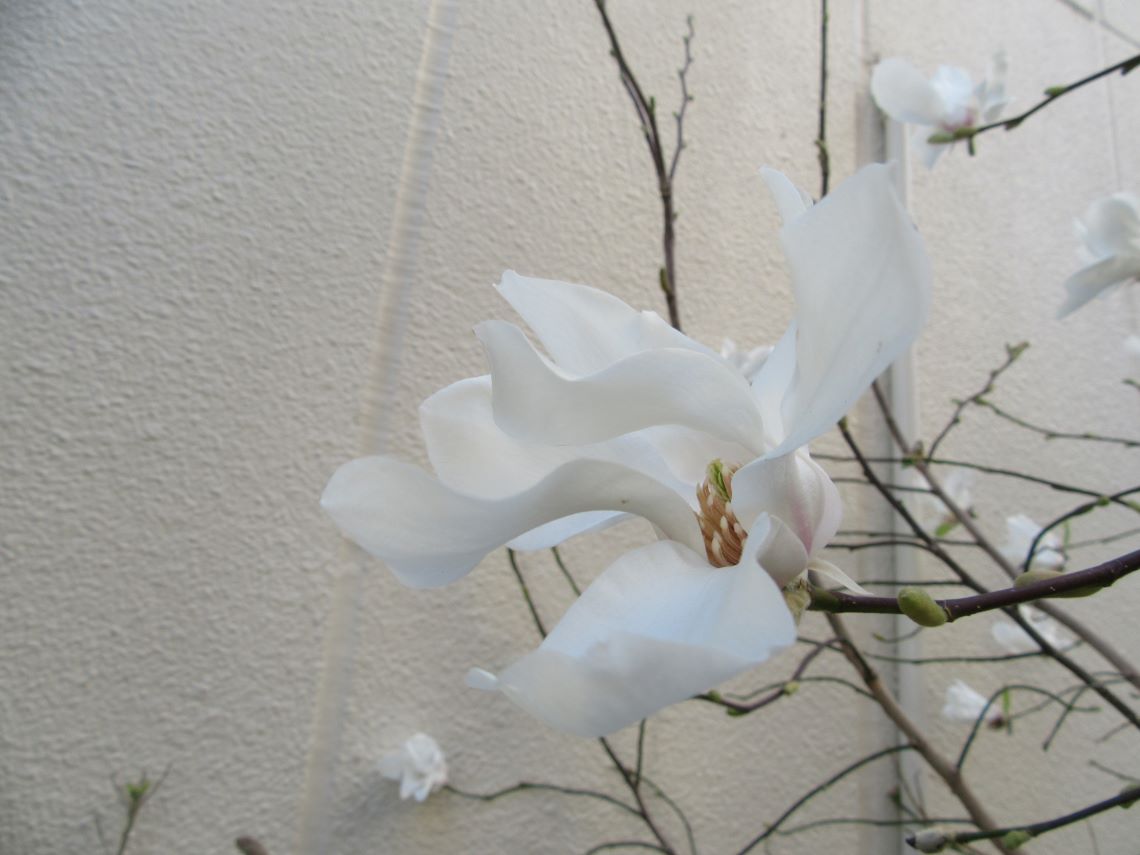 長崎市元船町で撮影した、ハクモクレンと思われる花。