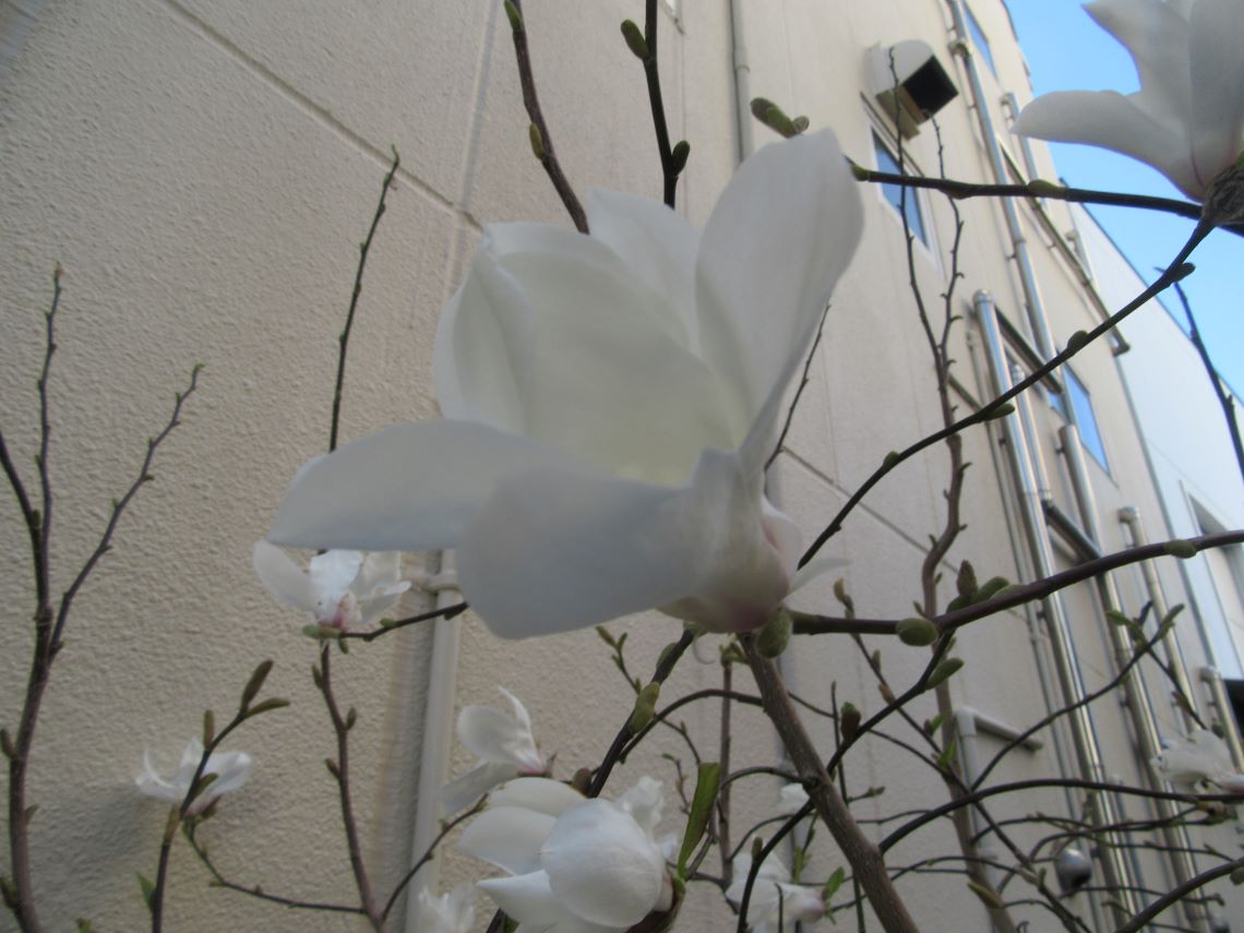 長崎市元船町で撮影した、ハクモクレンと思われる花が開いている。