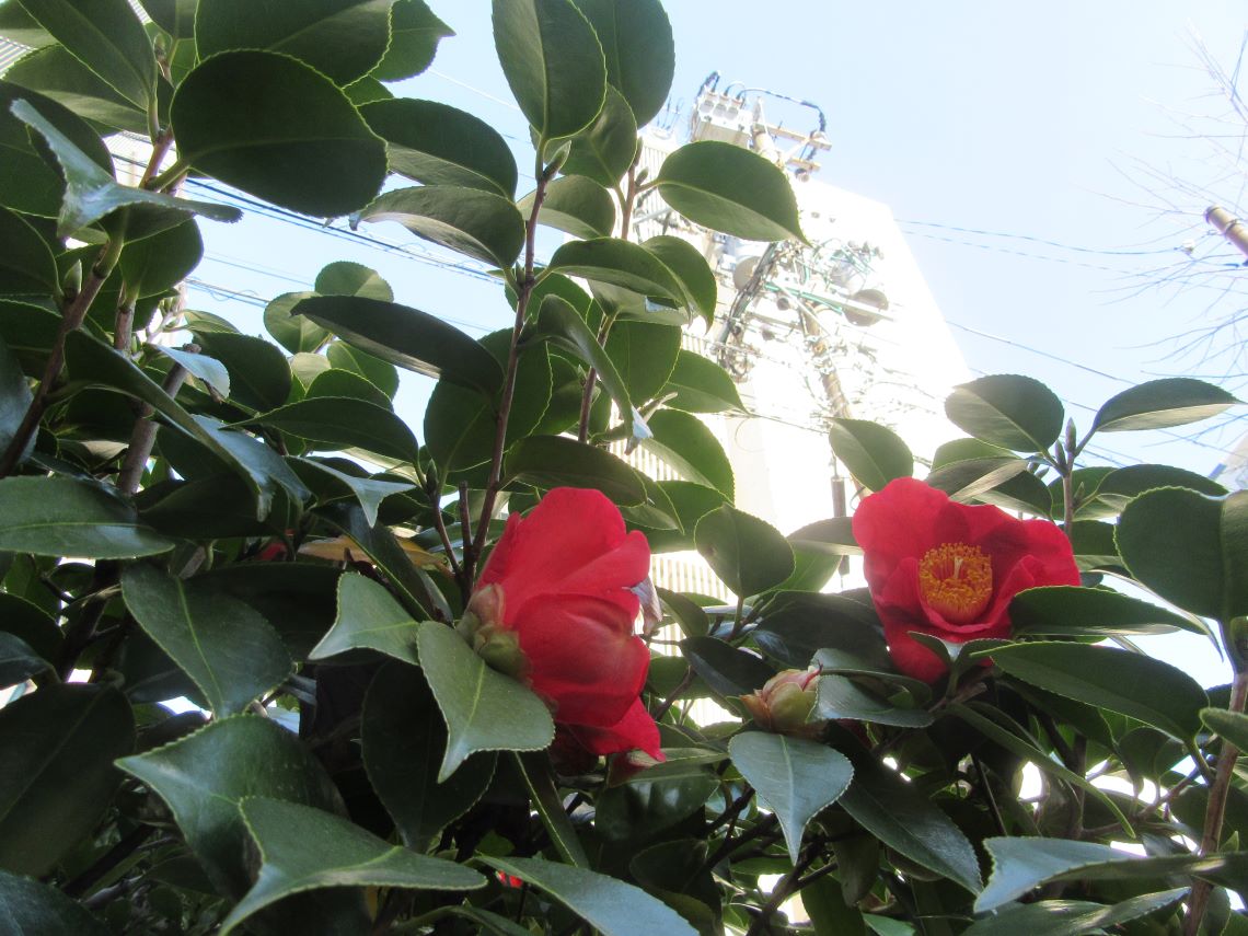 長崎市元船町で撮影した、街なかに咲く椿の花。