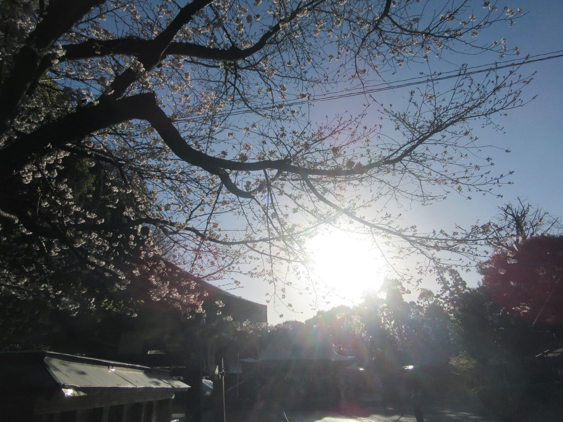 熊本県熊本市東区の健軍神社で撮影した、桜と朝日。