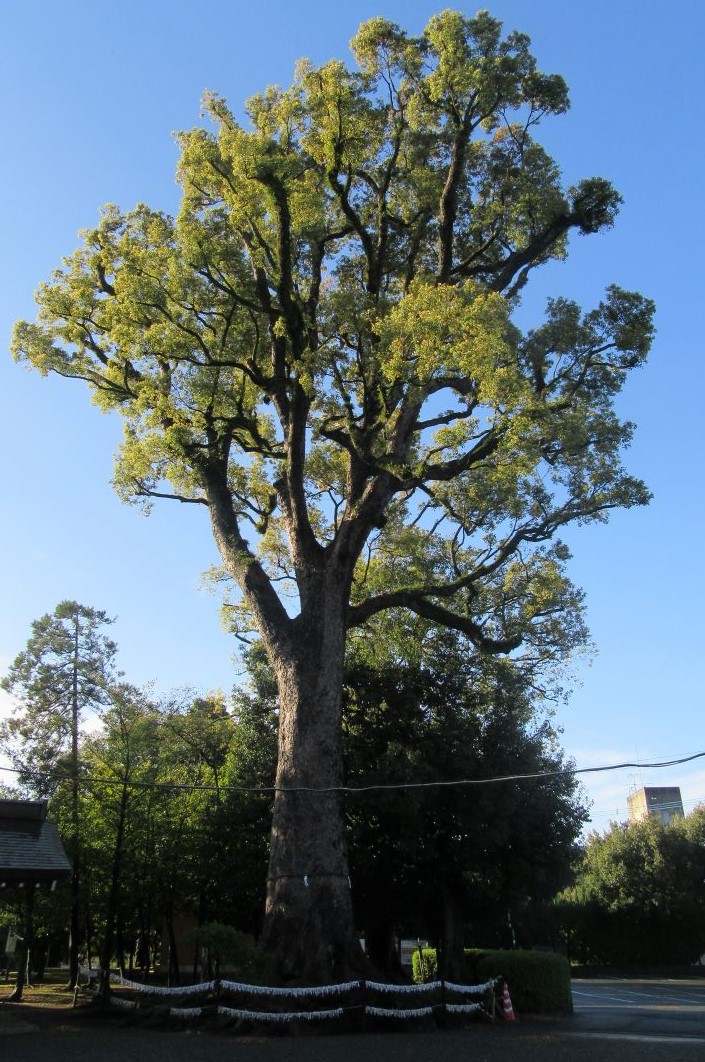 熊本県熊本市東区の健軍神社で撮影した、大きな木。