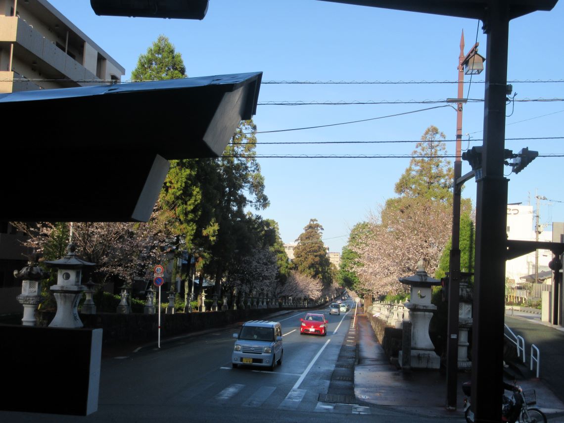 熊本県熊本市東区の健軍神社で撮影した、参道の桜並木道。