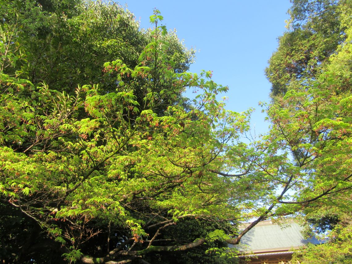 熊本県熊本市東区の健軍神社で撮影した、楓と思われる葉っぱ。