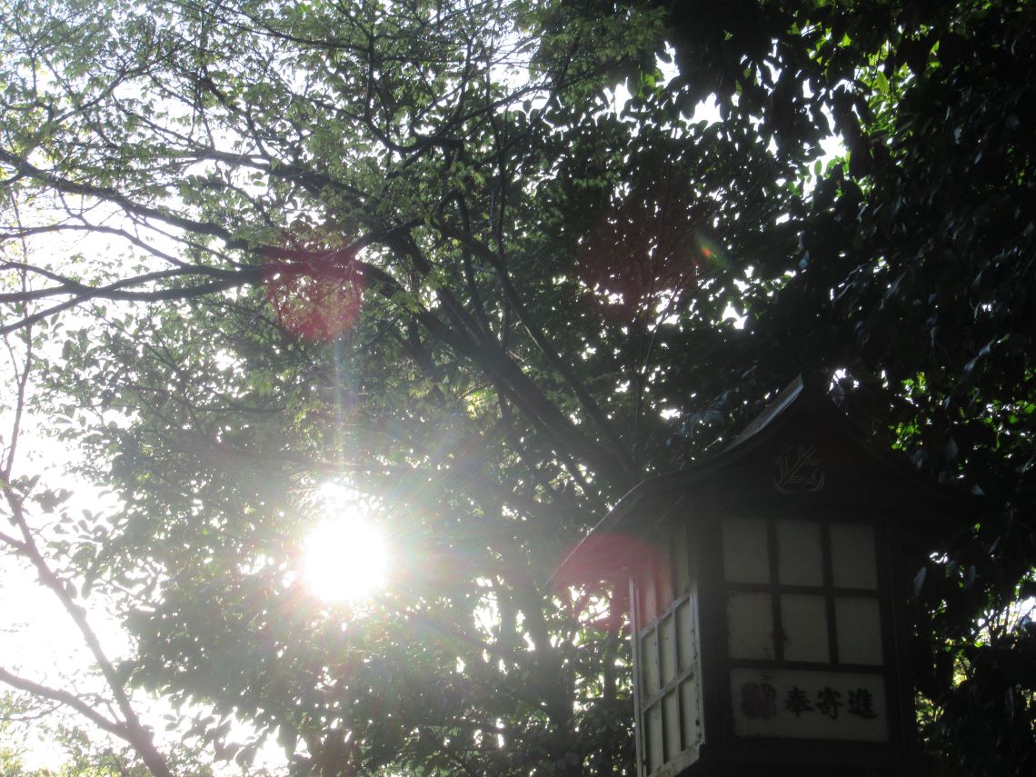 熊本県熊本市東区の健軍神社で撮影した、朝日の木漏れ日。