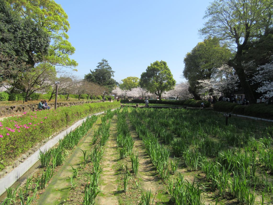 長崎県大村市にある大村公園で撮影した桜と、花を咲かせる前の花菖蒲。