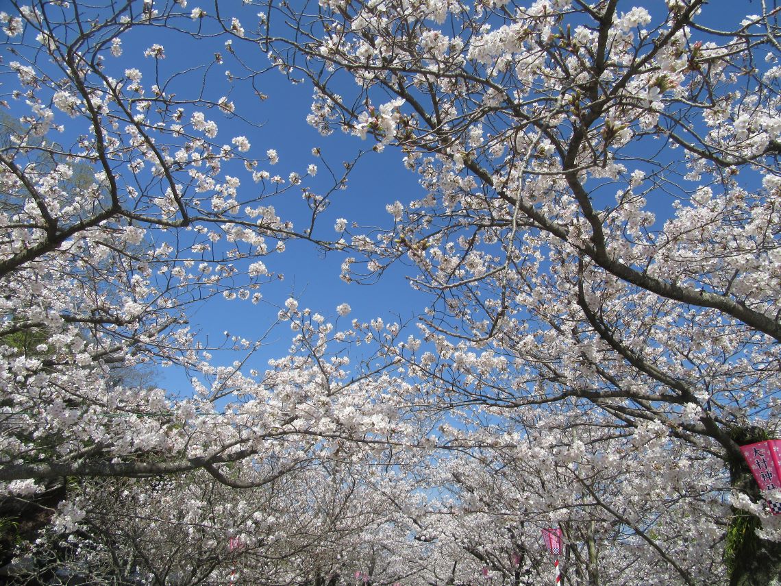 長崎県大村市にある大村公園で撮影した、桜の花ざかり。