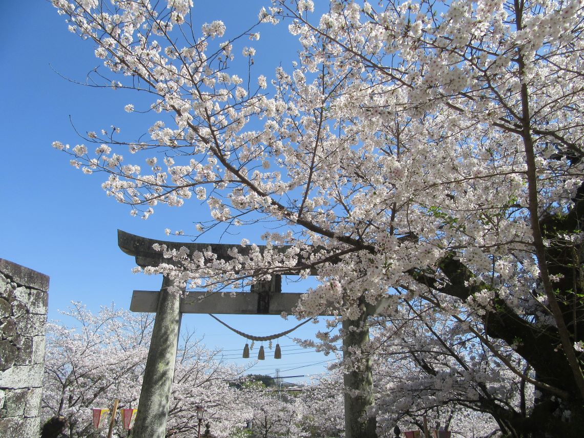 長崎県大村市にある大村公園で撮影した、桜と鳥居。