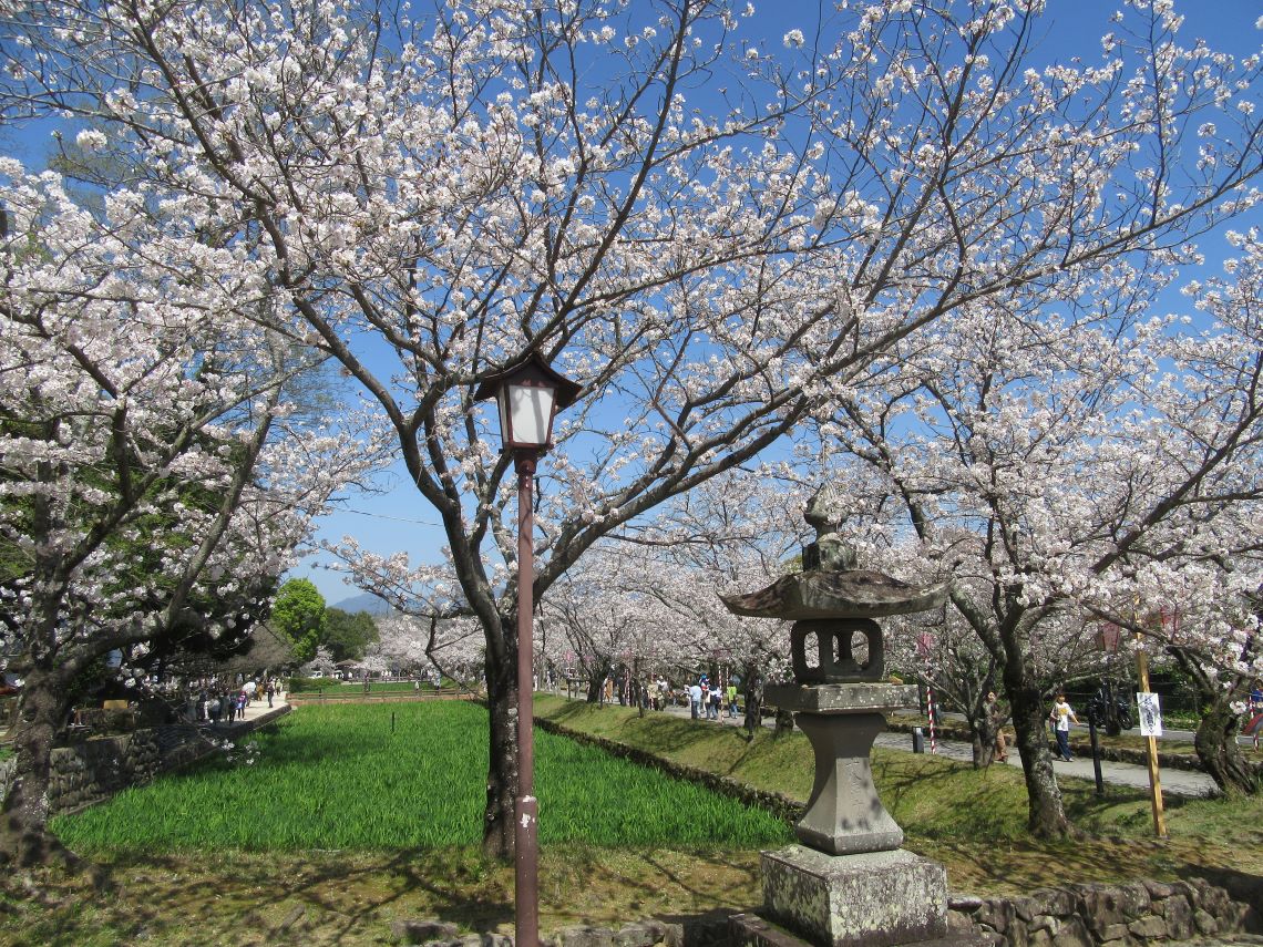 長崎県大村市にある大村公園で撮影した、灯籠と桜。