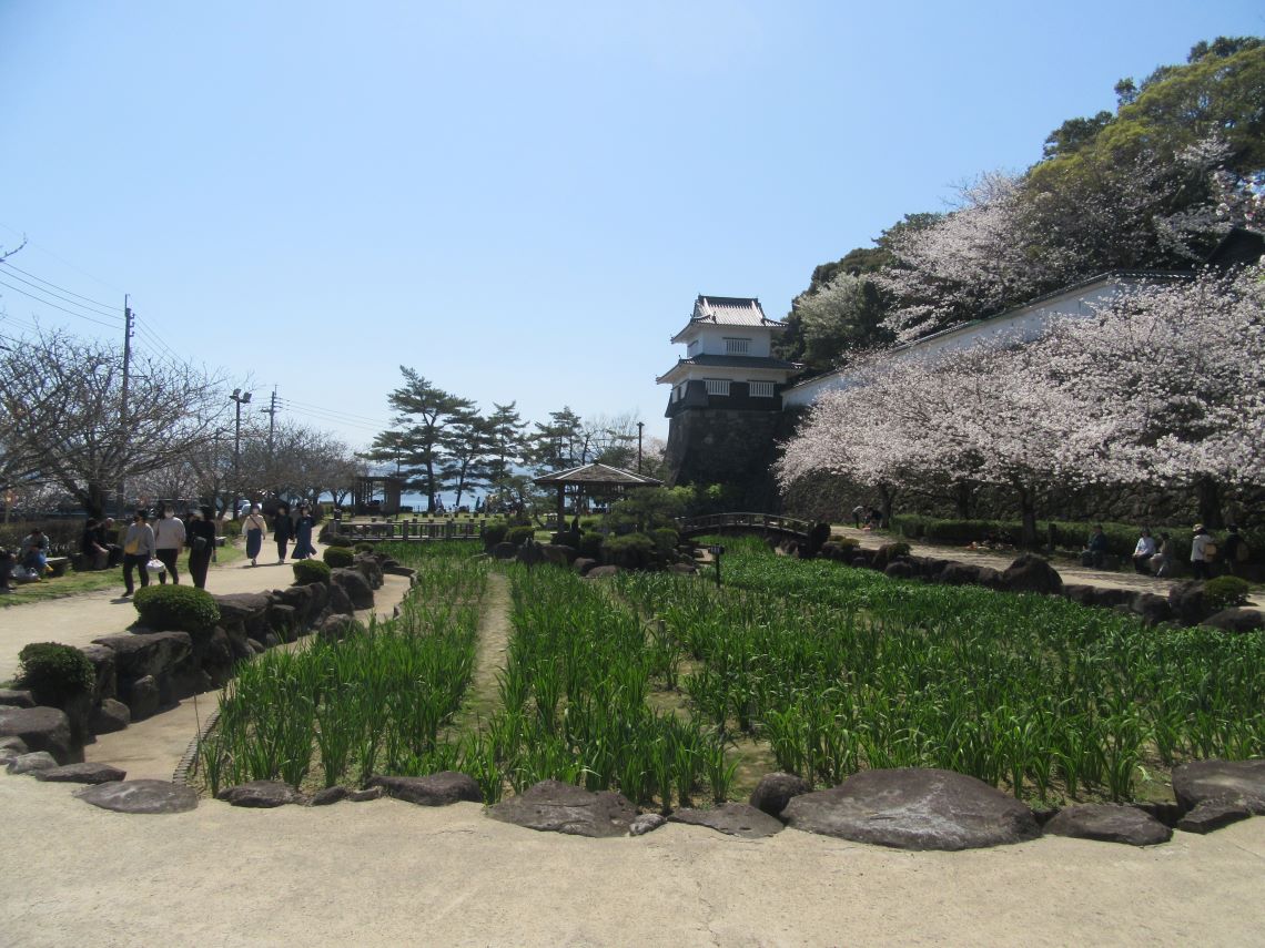 長崎県大村市にある大村公園で撮影した、玖島城跡と桜。