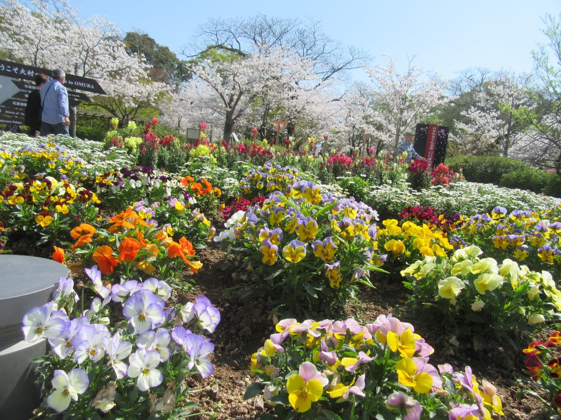 長崎県大村市にある大村公園で撮影した、きれいな花々。