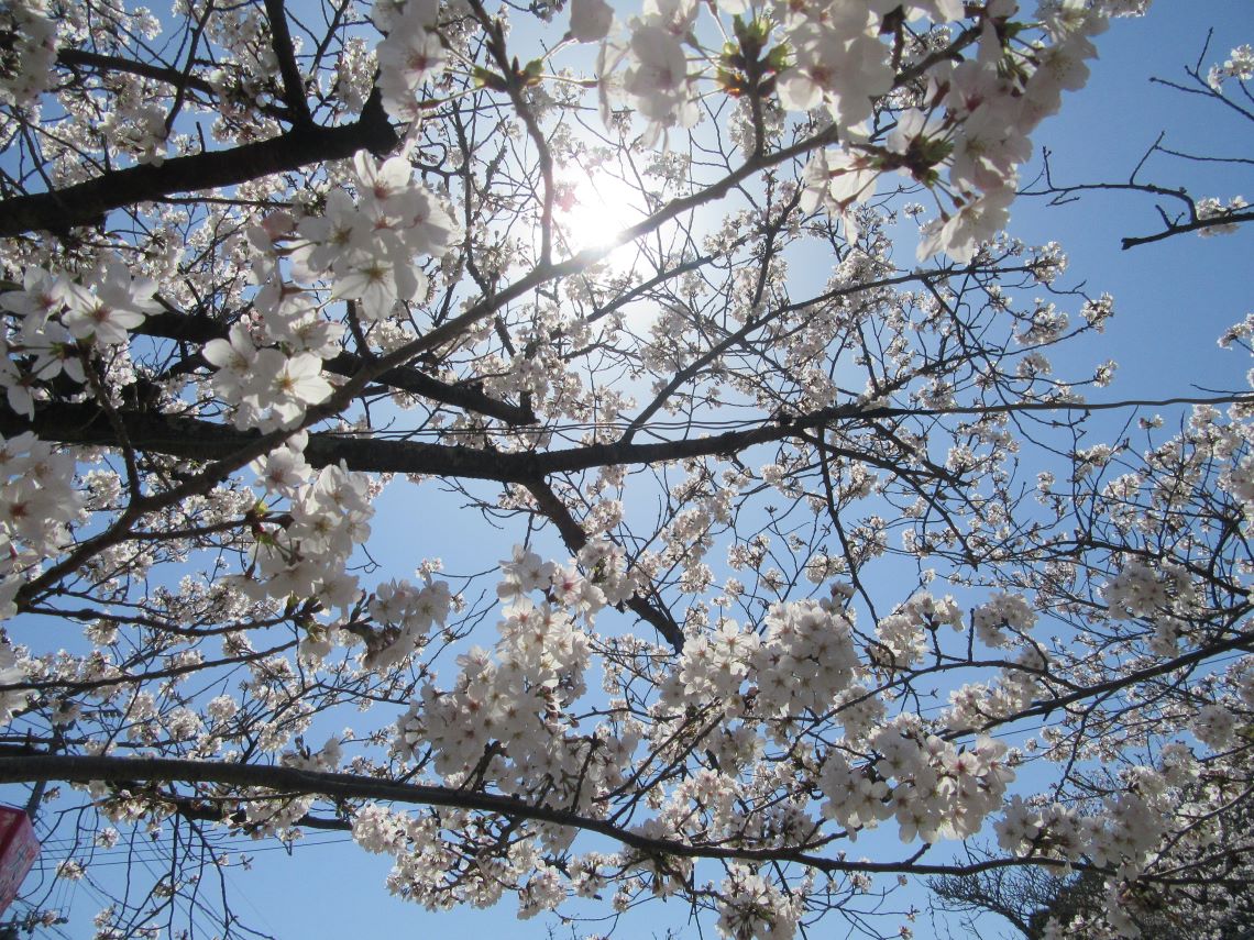 長崎県大村市にある大村公園で撮影した、桜の木漏れ日。