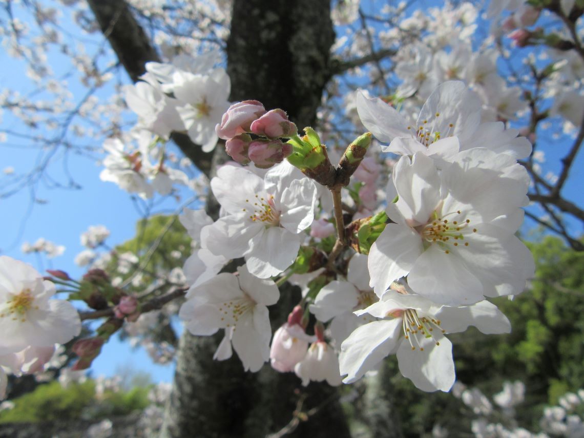 長崎県大村市にある大村公園で近くから撮影した桜。