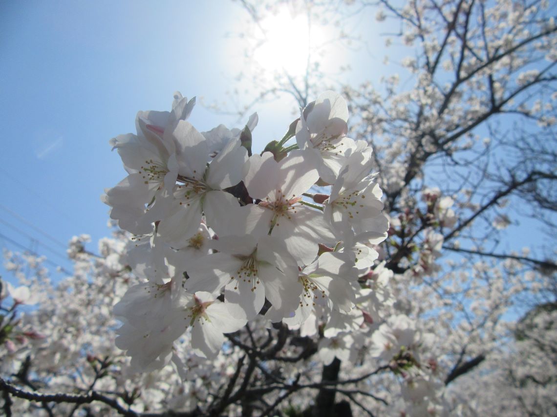 長崎県大村市にある大村公園で撮影した、日陰になっている桜。