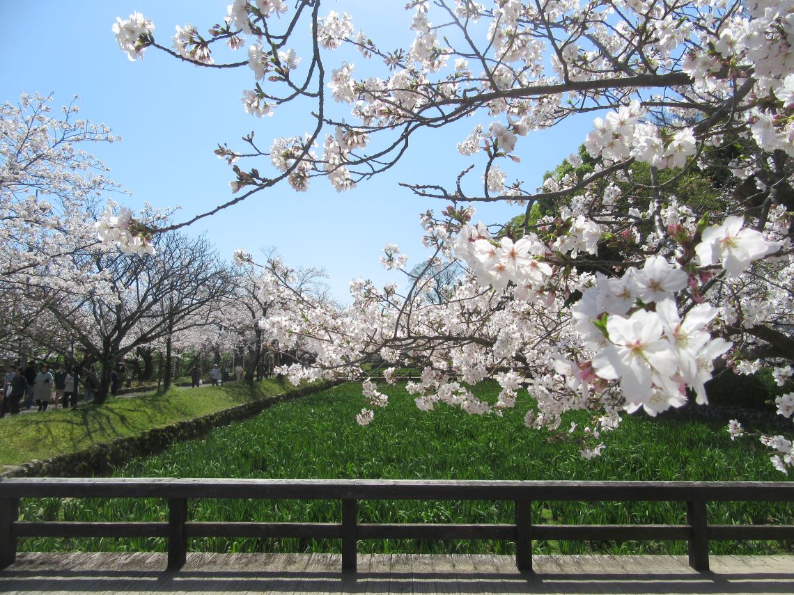 長崎県大村市にある大村公園で撮影した桜と風景。