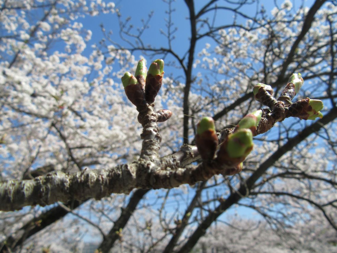 長崎県大村市にある大村公園で撮影した、力強い桜の蕾。