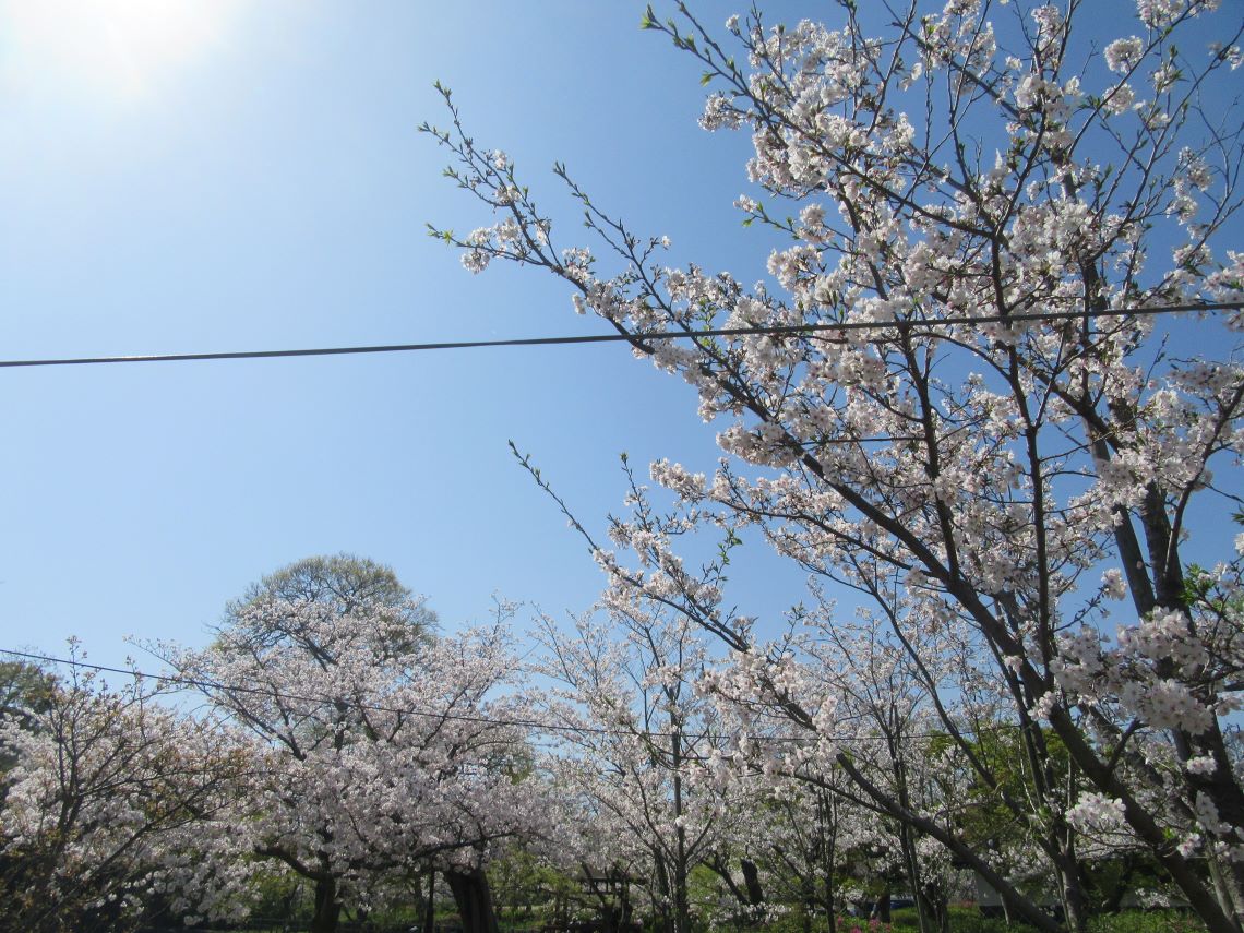 長崎県大村市にある大村公園で撮影した、太陽に当たる桜。
