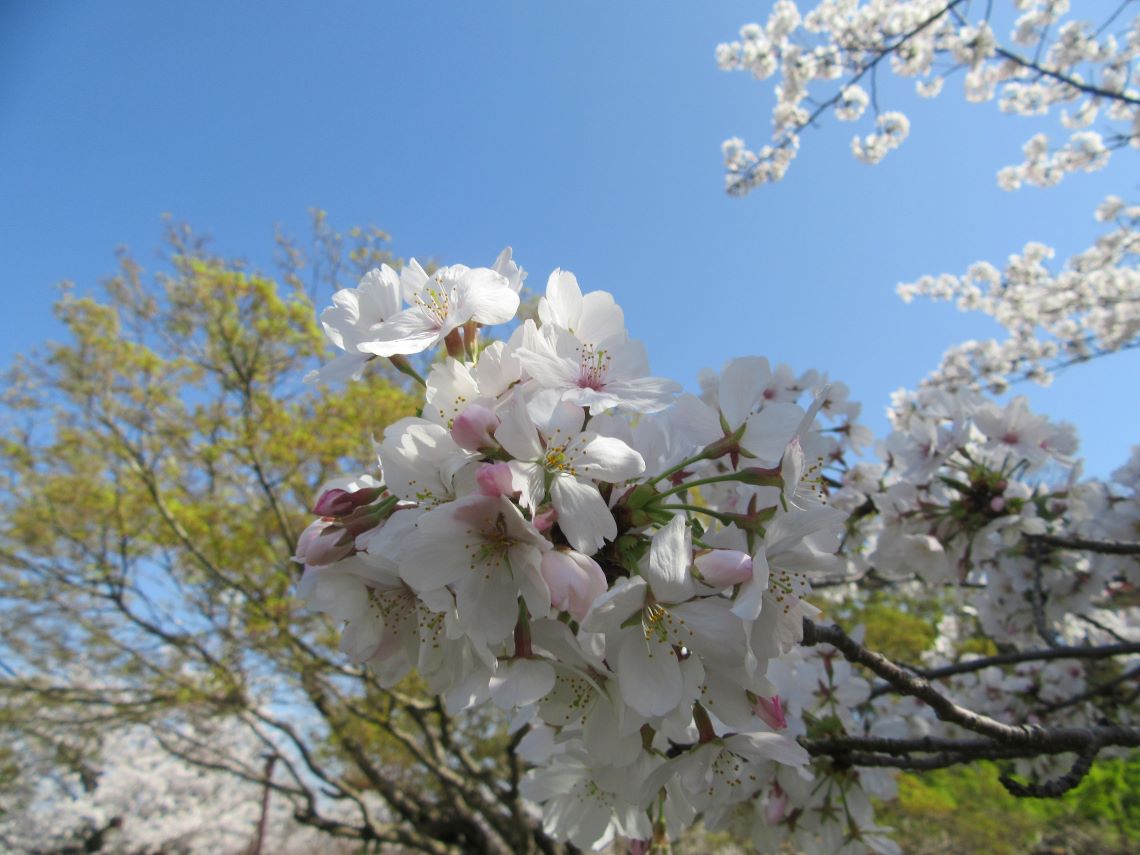 長崎県大村市にある大村公園で撮影した、淡いピンクの桜。