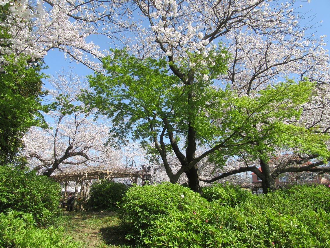 長崎県大村市にある大村公園で撮影した、桜ときれいな緑。