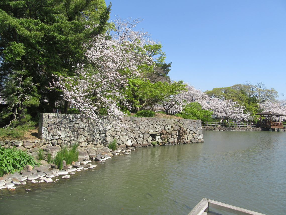 長崎県大村市にある大村公園で撮影した、石垣と桜。