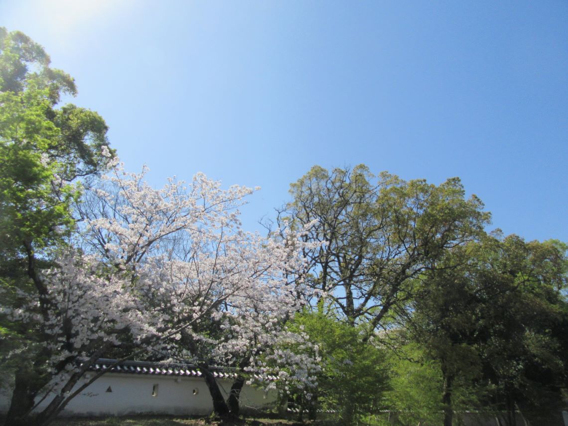 長崎県大村市にある大村神社で撮影した、和を感じる風景。