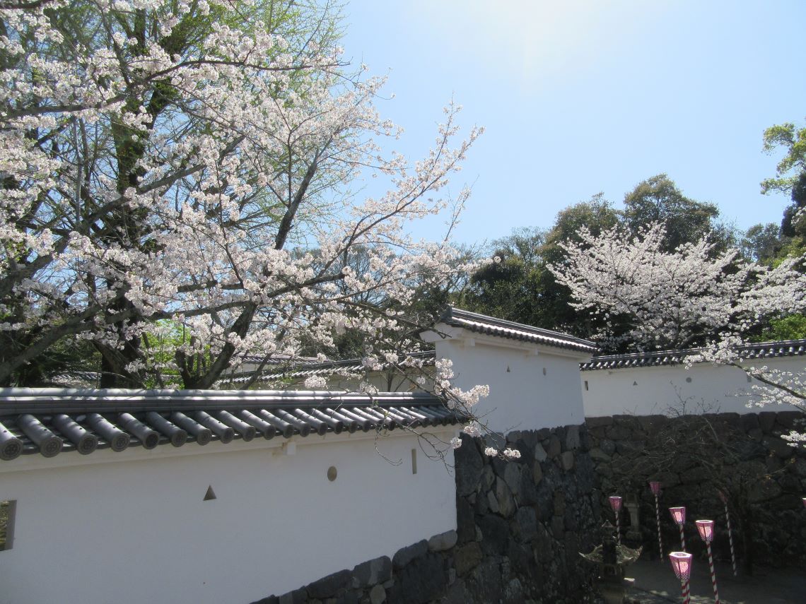 長崎県大村市にある大村神社で撮影した、道中の桜。