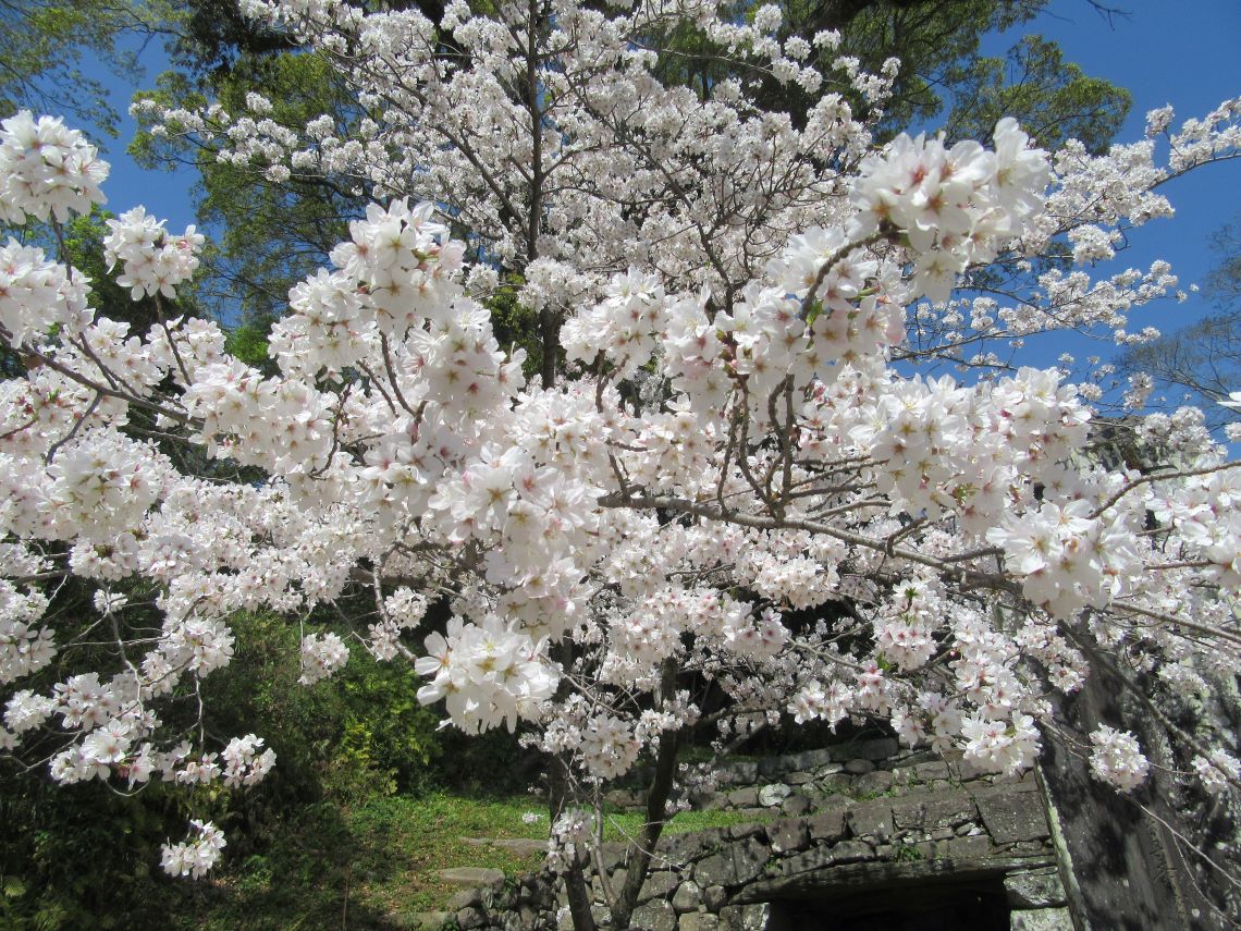 長崎県大村市にある大村神社で撮影した、きれいな桜。