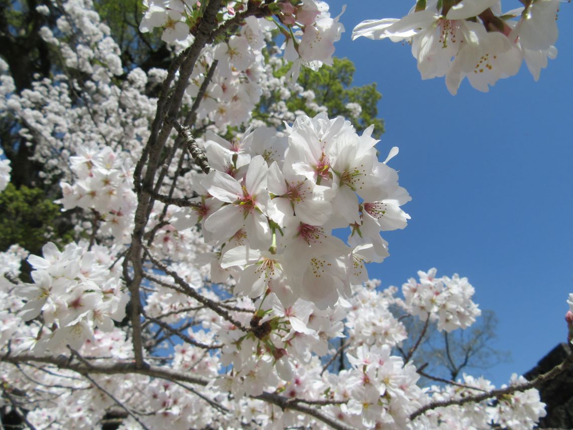 長崎県大村市にある大村神社で撮影した、それぞれ個性がある桜の花々。