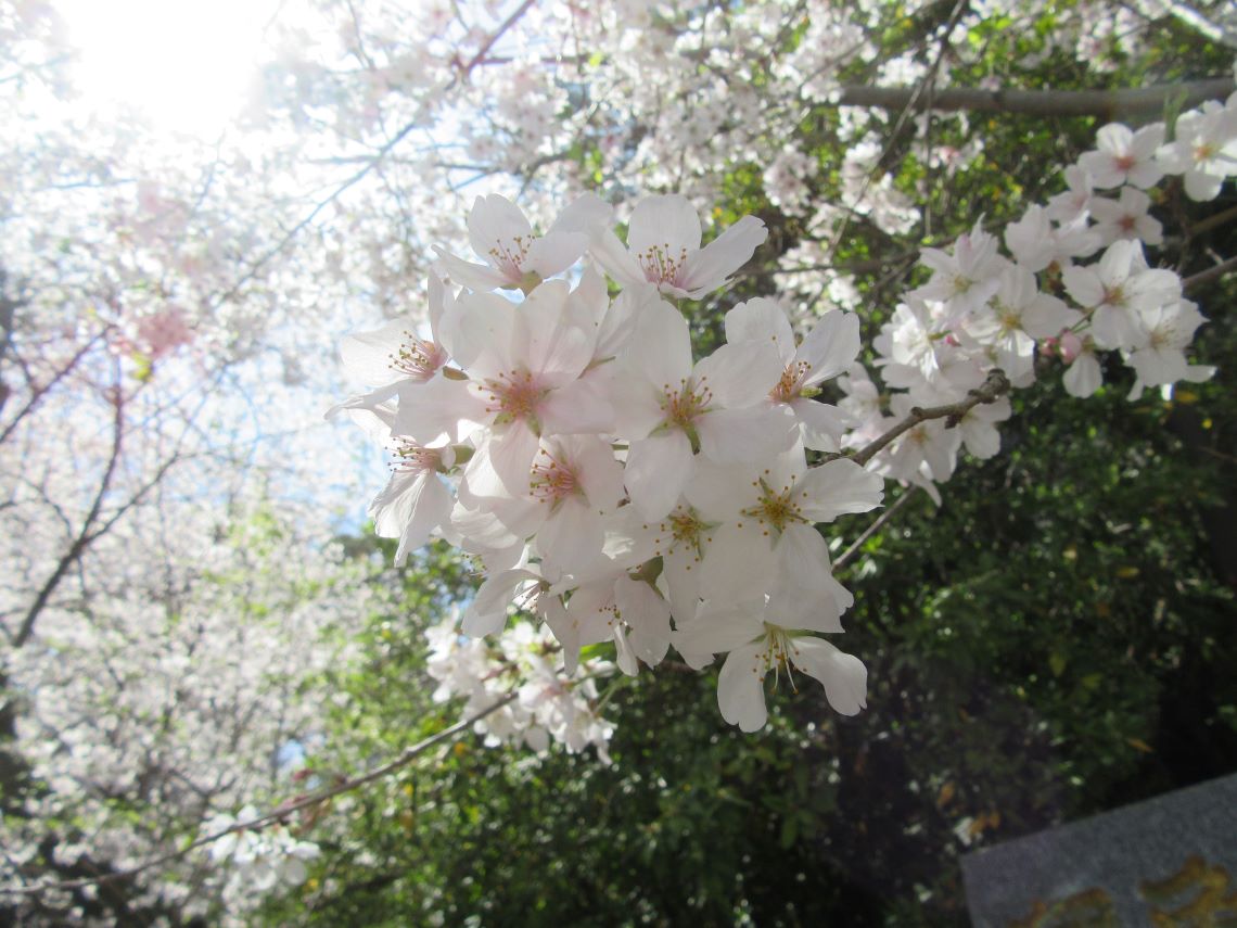 長崎県大村市にある大村神社で撮影した、太陽にあたる桜。