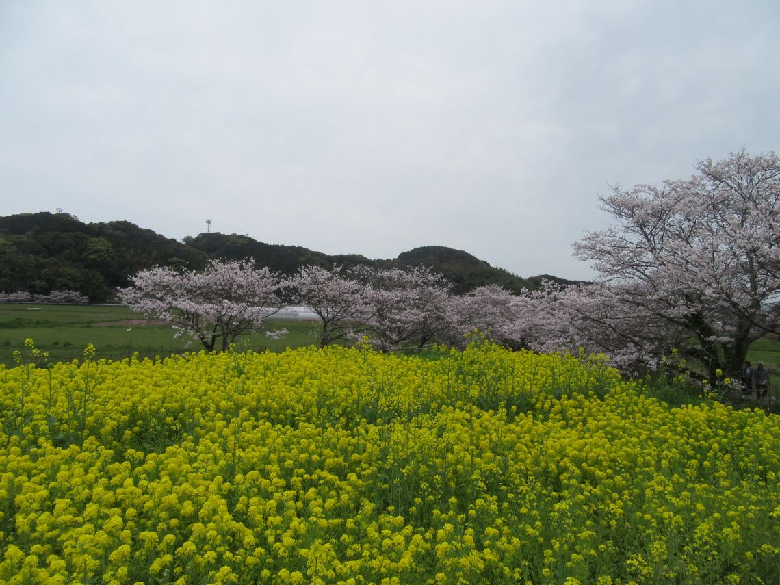 長崎県長崎市琴海戸根町で撮影した、琴海戸根川付近の桜と菜の花。