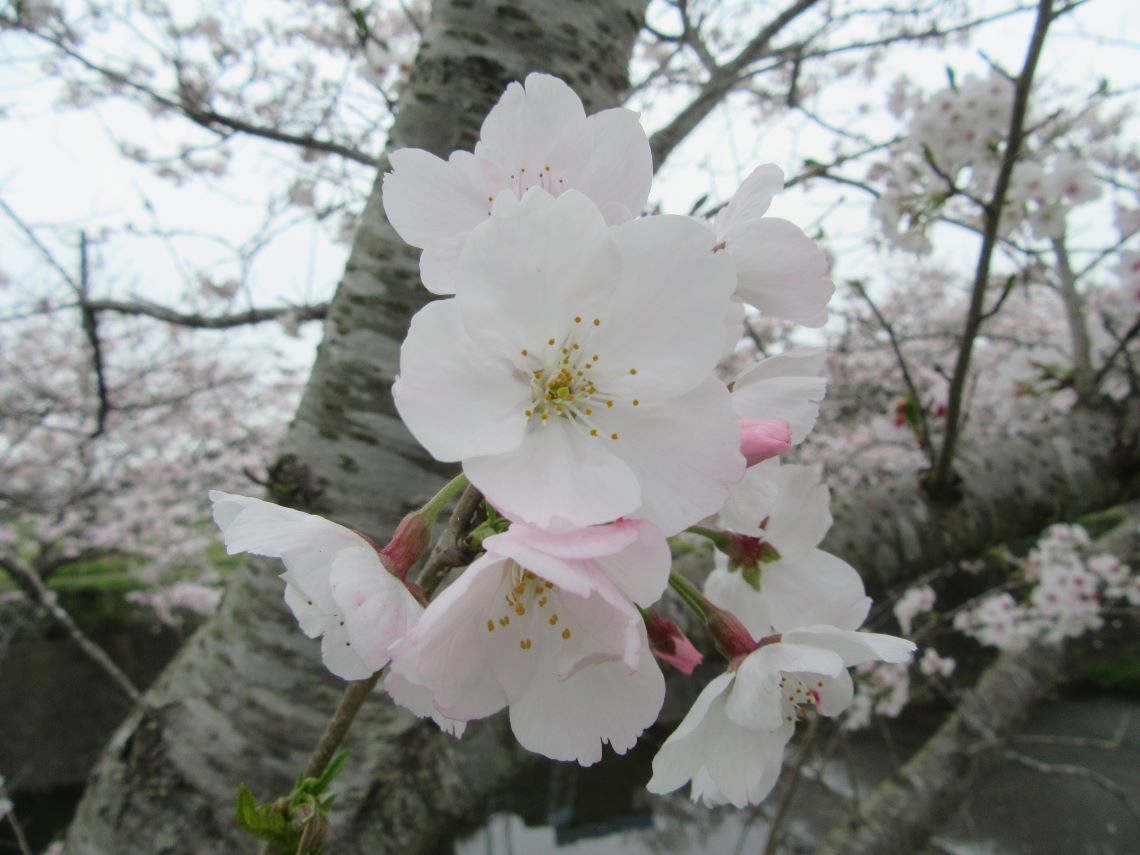 長崎県長崎市琴海戸根町で撮影した、琴海戸根川の白に近い桜の後で顔を出す、ピンクの蕾。