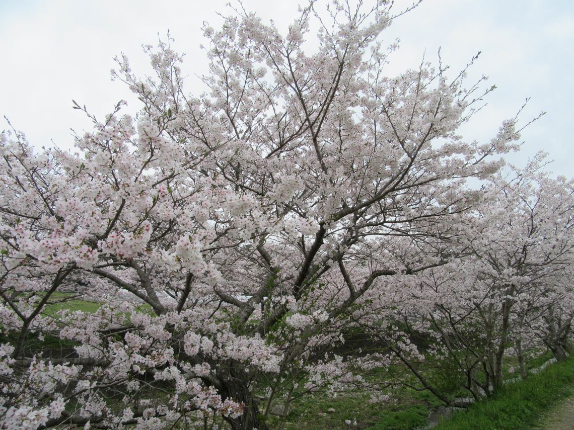 長崎県長崎市琴海戸根町で撮影した、琴海戸根川沿いの大きな桜。