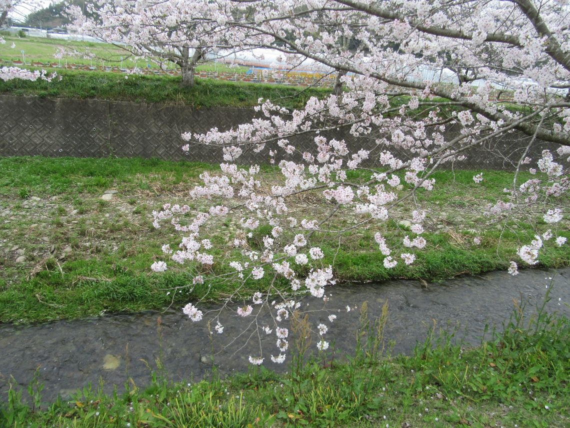長崎県長崎市琴海戸根町で撮影した、琴海戸根川にかかる桜。