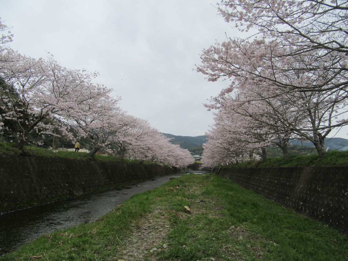 長崎県長崎市琴海戸根町で撮影した、琴海戸根川で下から撮影した桜。