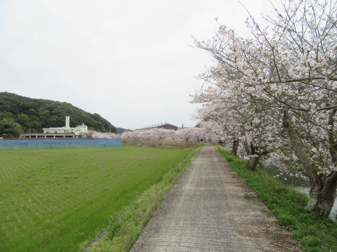 長崎県長崎市琴海戸根町で撮影した、琴海戸根川沿いのどんどん続いている桜並木。