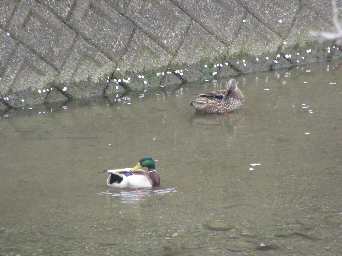 長崎県長崎市琴海戸根町で撮影した、琴海戸根川で撮影した鴨と思われる鳥たち。