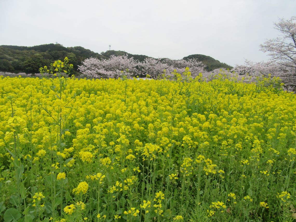 長崎県長崎市琴海戸根町で撮影した、琴海戸根川付近の菜の花と桜。