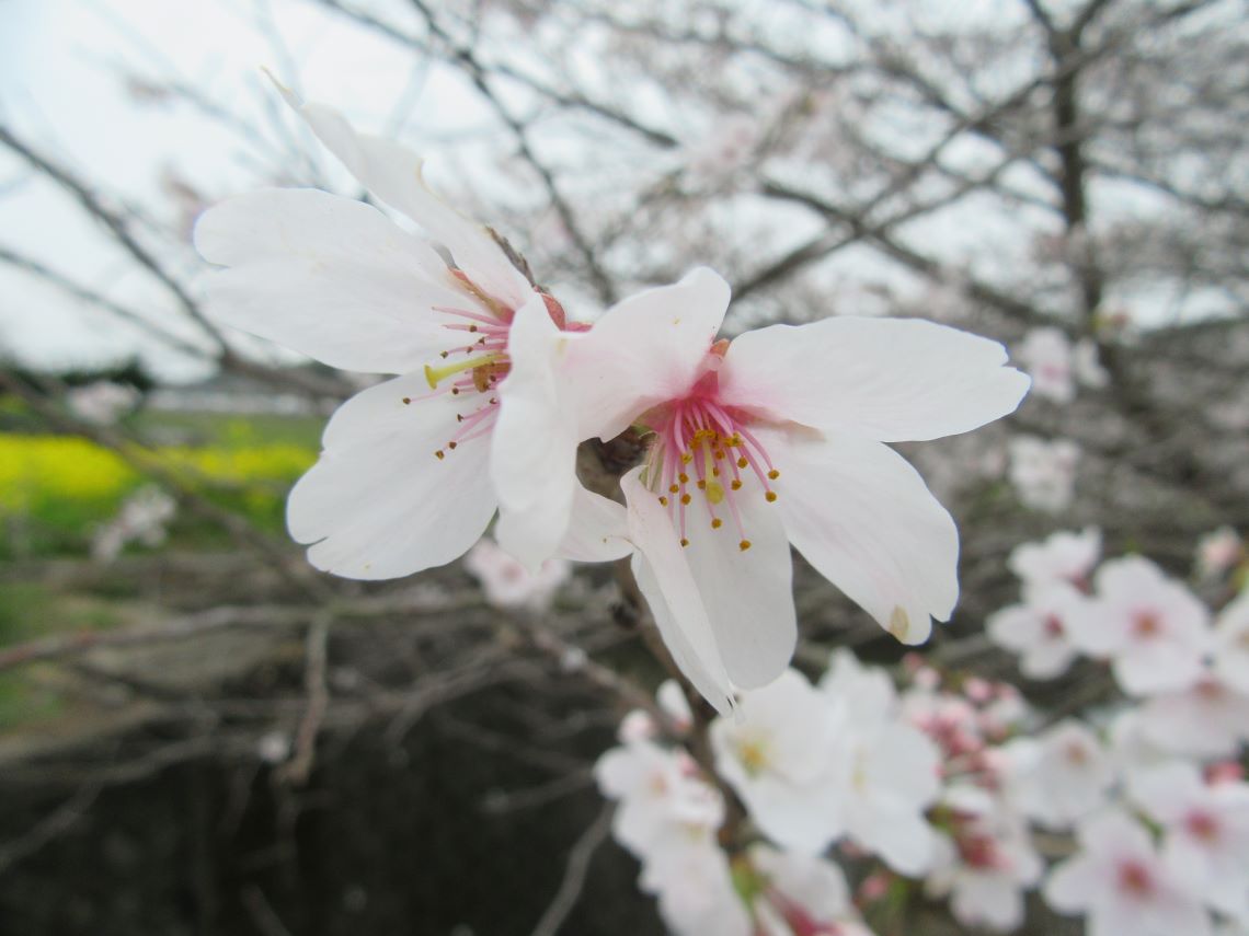 長崎県長崎市琴海戸根町で撮影した、琴海戸根川付近の蝶の羽のような形の桜の花。