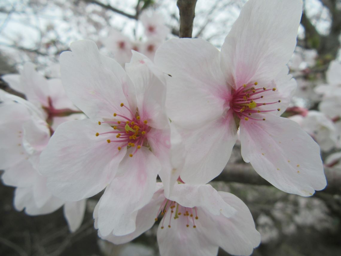 長崎県長崎市琴海戸根町で撮影した、琴海戸根川付近の至近距離で撮影した桜。