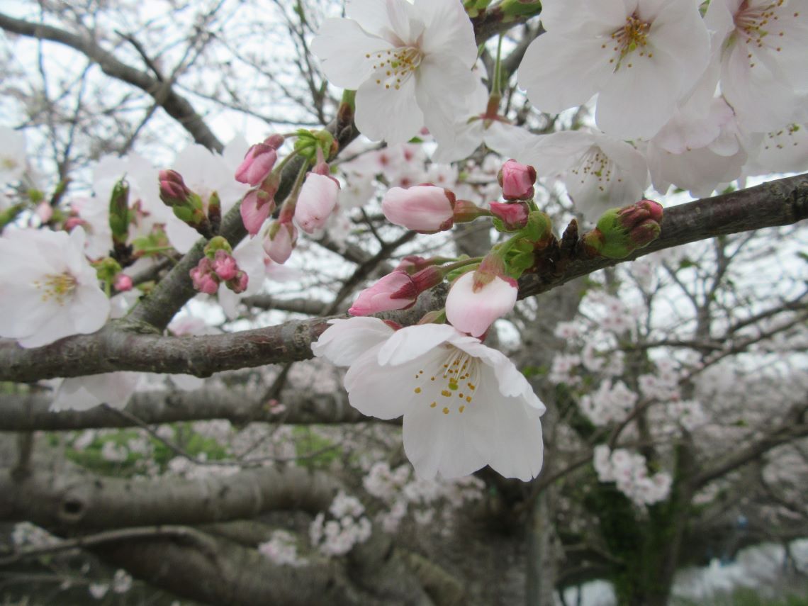 長崎県長崎市琴海戸根町で撮影した、琴海戸根川付近の桜のつぼみ。