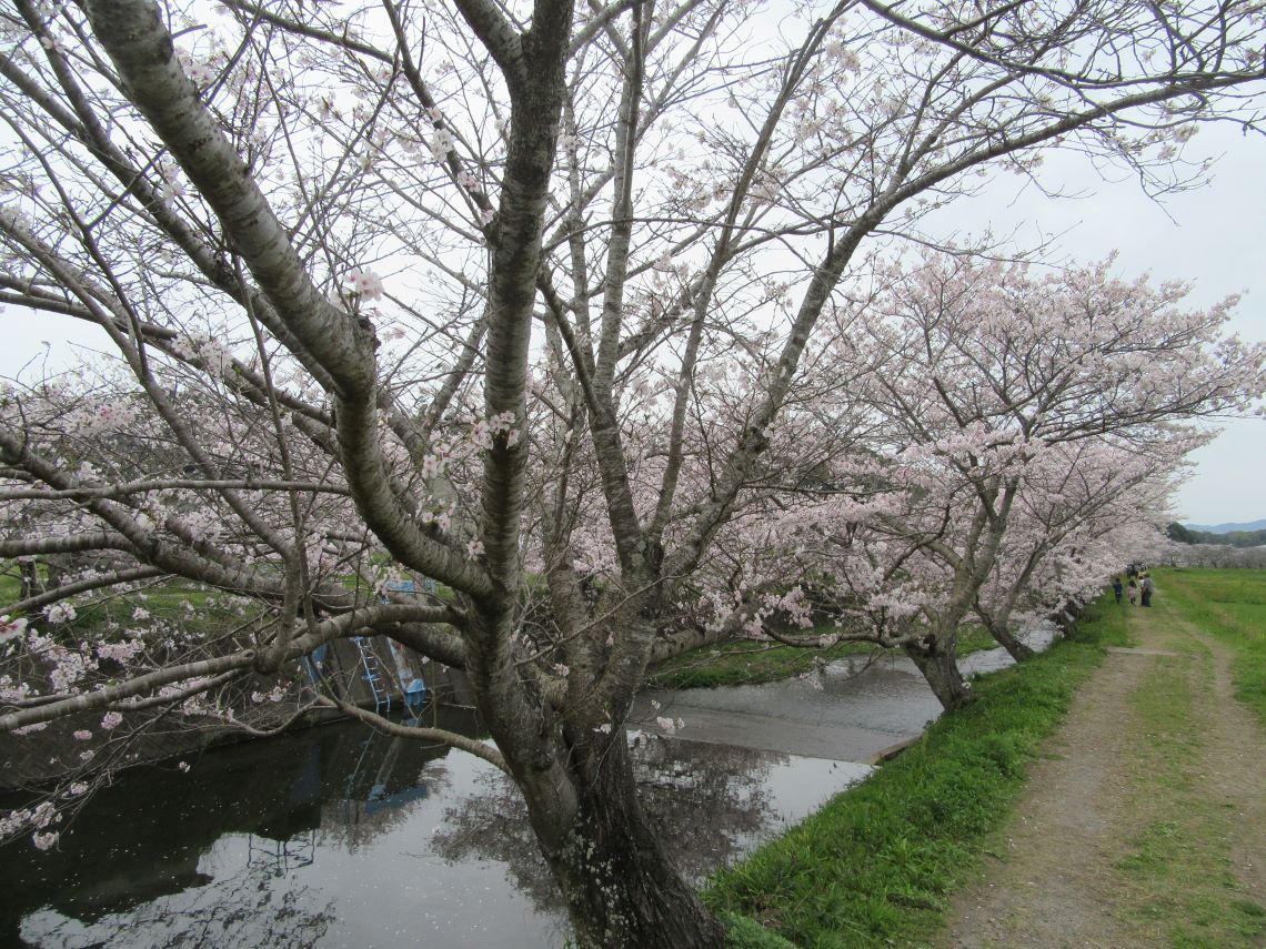 長崎県長崎市琴海戸根町で撮影した、琴海戸根川の川沿いに斜めに植えられている桜の木。