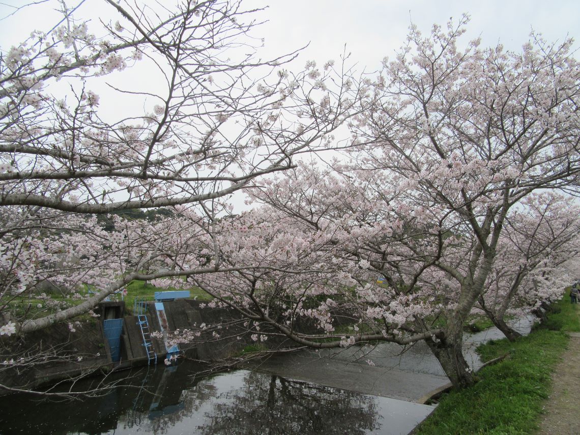 長崎県長崎市琴海戸根町で撮影した、琴海戸根川にかかる桜のトンネル。