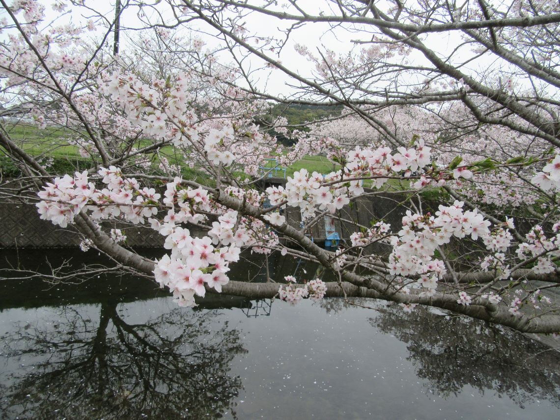 長崎県長崎市琴海戸根町で撮影した、琴海戸根川の桜の花々と、川面に散った花びら。